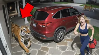 Animales Invadiendo Casas y Calles -No Creerás lo que Sucedió