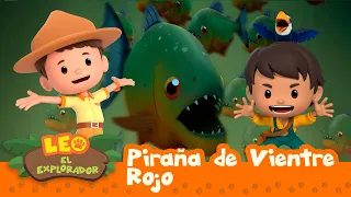 Piraña de Vientre Rojo (Español)  - Leo, El Explorador Episodio | Animación - Familia - Niños
