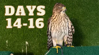 Fancy gets a toe cramp, I forget to press record and we make some changes in the training plans!