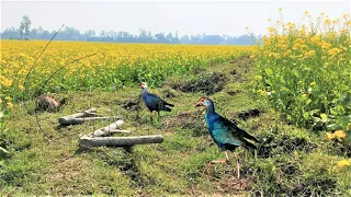ছিটকা ফান দিয়ে কালিম পাখি শিকার | Hunting a Kalim Bird by a Trap | Hunting By Masti