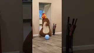 Chicken or Bear