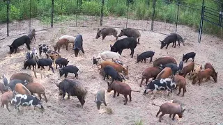41 HOGS Trapped at One Time! CRUSHED My Prior Record!