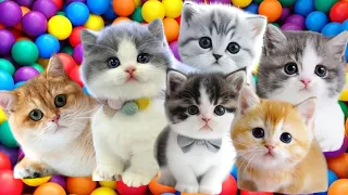 ANAK KUCING MEONG MEONG | Lagu Anak Anak | Lagu Anak Indonesia Populer Si Meong Kucing Lucu