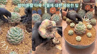 알아야 할 다육 식물에 대한 유용한 팁 - 45 부