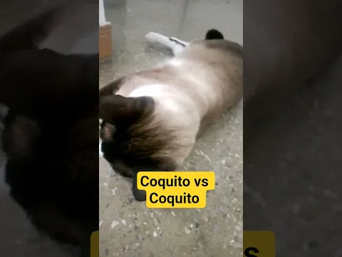 Coquito vs Coquito #shorts #short #shortvideo #gatos #cat #animals