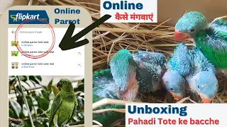 Online तोते के बच्चे कैसे मंगवाएं | Flipkart, Amazon और कहा मिलेंगे तोते के बच्चे | Live Unboxing