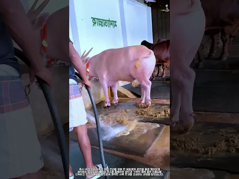 알비노 버팔로 축사 분변 물청소 현장 #farming #farmlife #livestock #buffalo #clean