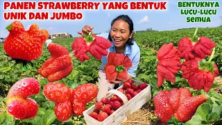 PANEN STRAWBERRY UNIK DAN JUMBO BANYAK BANGET