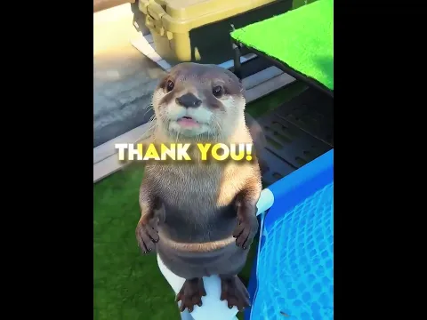 Otters Deserve Everything! 🥹