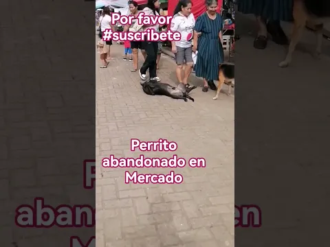 perrito abandonado en el MERCADO de Nahuizalco #perro #perros
