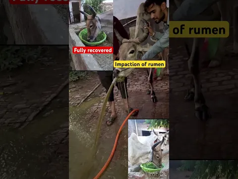 Impaction of rumen l dr Umar khan