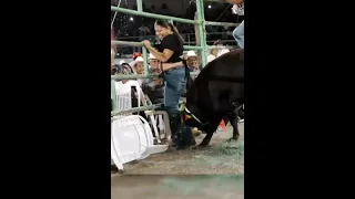 CUATRO CHICAS REVOLCADAS PERO SOLO UNA SE LLEVARA EL PREMIO🤣🤣🐂