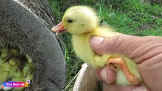 Amazing! 30 Ducklings Hatch From Eggs _ Found Duck Nest Hatching a Lot Of Baby Ducks #survivalfarm