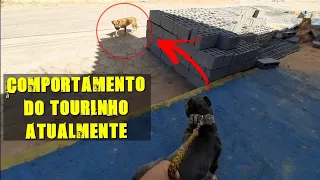 DEPOIS DO CORRETIVO QUE TOURINHO LEVOU DO VELHO ZIAR OLHA COMO ELE ESTA AGORA Creative Commons
