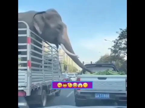 The Hungry Elephant 🐘🍽️