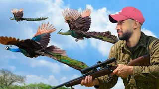 موسم صيد الطاووس - طعمه يجنن 😱