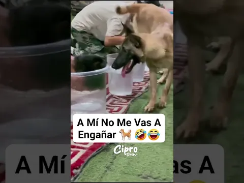 Firulais descubre al tramposo #viralvideo