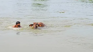 Rescued a cow that was running away in flood first vlog