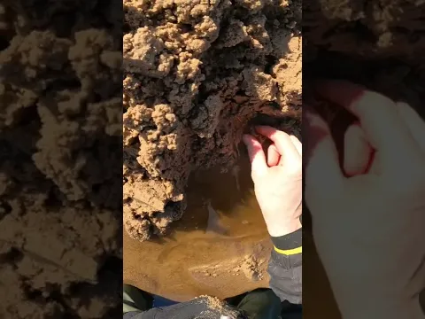 😱 slowly came out of the sand