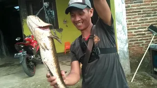 Mancing MONSTER GABUS TERBESAR yang pernah ku dapat