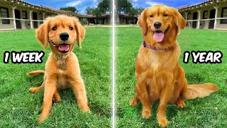 The 1st Year of my Dogs Life! 🐶