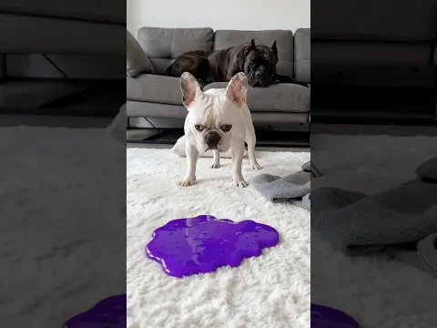 Frenchie Tries To Clean Purple Slime Off White Rug 😂💜 #dogshorts #frenchbulldog #funnydogs