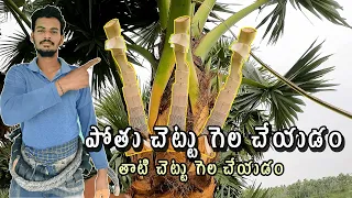 పోతు చెట్టు గెల చేయడం || with explaind || తాటి కల్లు