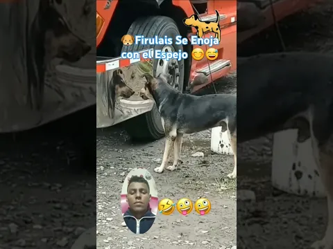 Fitulais en todo aparece 💖🐶😅 #funny #dog #shorts #fyp #memes #humor  #cachorrosdivertidos #perros