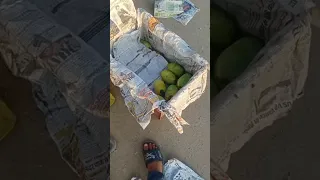 New vlog 🎀🤗#vlogger #vlog #youtuber #mango 🥭🥭 #trending #travel