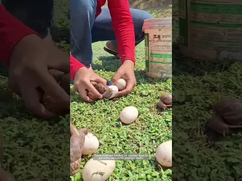 Snails Eating Calcium-Rich Eggs