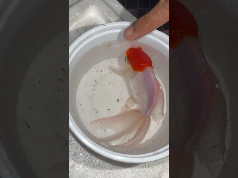 Oranda gold fish 🐠ne bache dediye hai #goldfishbreeding #aquarium #goldenfish #orandagoldfish #pets