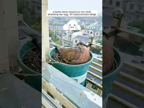A woman supported a mother turtle dove in raising her chicks