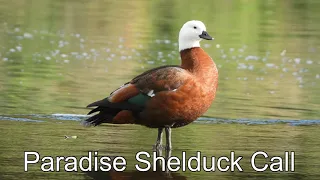 Paradise Shelduck call sounds and noise NZ - Paradise Shelduck 2 minutes non-stop calling sounds