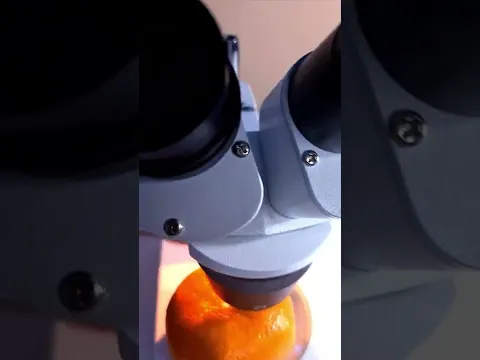 ÁCAROS EN LAS FRUTAS BAJO EL MICROSCOPIO 🔬