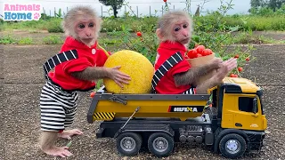 BiBi Monkey goes to harvest on the farm Vlogs Satisfying video Funny Animails Relaxing