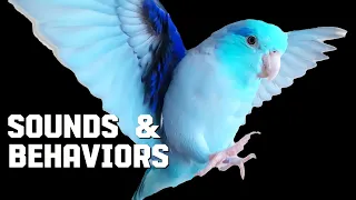 Parrotlet Behaviour Examples: Understanding Forpus Sounds, Parrotlet Food マメルリハシインコ