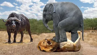 HUNTER BECOMES THE HUNTED | Elephant Herd Take Down Lion To Rescue Buffalo - Lion vs Rhino, Buffalo