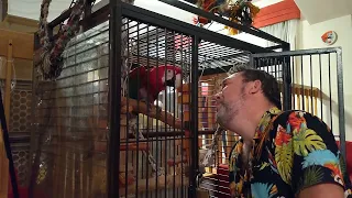 la vidéo promise de nos retrouvailles avec Jackson mon perroquet.