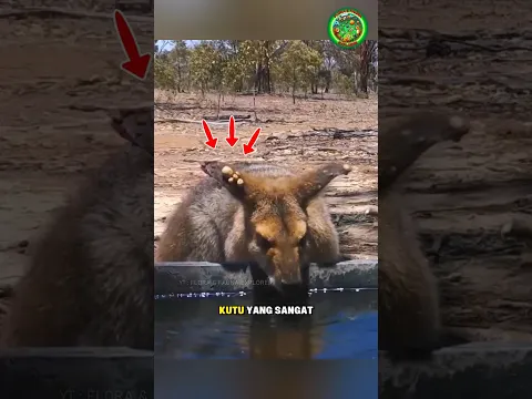 Telinga Kangguru Ini Penuh Kutu, Tak Disangka Pertolongannya Datang dari Seekor Gagak! 🦘🐦‍⬛
