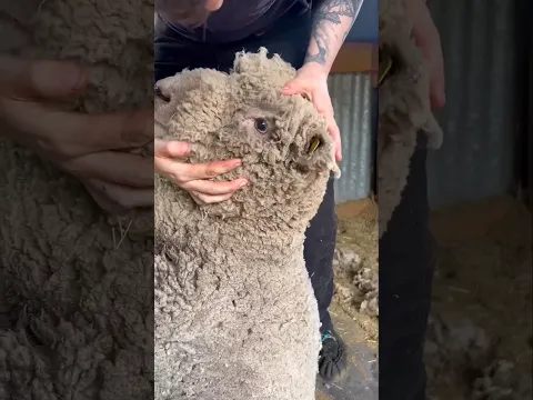 Why Sheep Must Be Shaved on Time 🐑✂️ | The Truth About Sheep Shearing #shorts