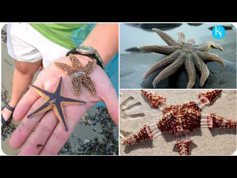 #shorts fact about star fish most terrifying birth of star fish , needle fish facts #k3factsfactory