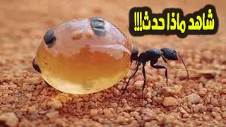 هل تعلم اين يوجد وادي النمل المذكور في القرأن الكريم ..سبحان الله!!