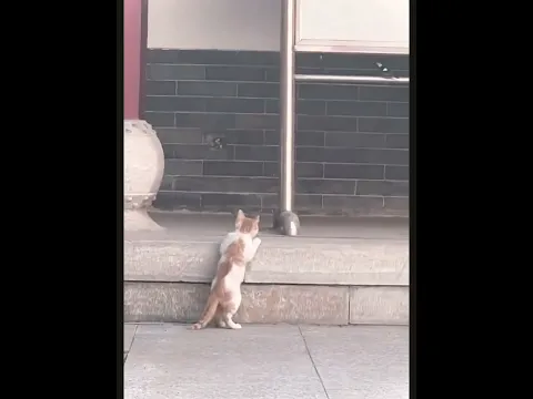 猫🐈vs鳥🐦‍⬛