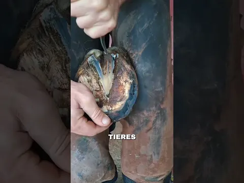 Pferd kann kaum laufen   so habe ich es gerettet