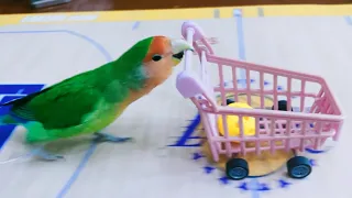 Top Training : Smart lovebird Parrot #training #smartparrot