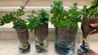ازرع النعناع بزجاجات بلاستيكية بهذه الطريقة في المنزل🌱🌿ولن تشتري النعناع نهائيًا بعد اليوم