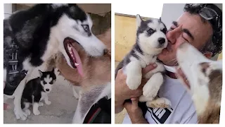 El día de la ADOPCIÓN de la cachorro BOMBÓN  ¡¡ INOLVIDABLES momentos de mi vida con mis HUSKIES !!