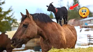 घोड़े और बकरे की कहानी 😱 ~ A Story Of A Horse And Goat 🐐 #shorts #short #story
