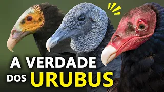 URUBUS são CANIBAIS? Como os urubus localizam A CARNIÇA? Os segredos dos URUBUS do BRASIL