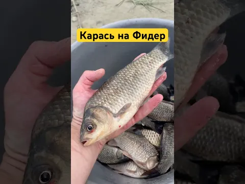 ✅Карась на фидер #карасьнафидер #карась #фидер #фидернаярыбалка #фидернаяловля #рыбалка #рыба